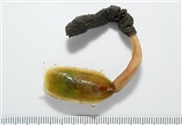 亞氏海豆芽藏品圖，第3張