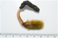 亞氏海豆芽藏品圖，第4張