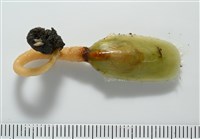 亞氏海豆芽藏品圖，第5張
