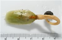 亞氏海豆芽藏品圖，第6張
