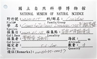 別緻芋螺藏品圖，第12張