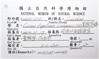 黑線芋螺藏品圖，第8張