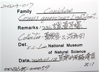 蠟黃芋螺藏品圖，第8張