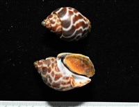 深溝鳳螺藏品圖，第4張