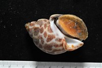 深溝鳳螺藏品圖，第6張