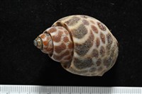 深溝鳳螺藏品圖，第7張