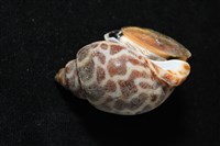 深溝鳳螺藏品圖，第8張