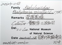 深溝鳳螺藏品圖，第12張