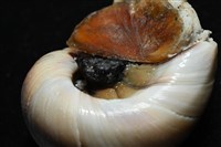大玉螺藏品圖，第5張
