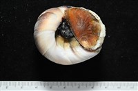 大玉螺藏品圖，第7張
