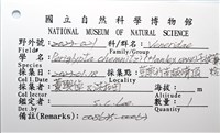 千妮簾蛤藏品圖，第12張