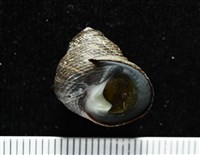 澳洲草蓆鐘螺藏品圖，第2張