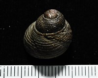 澳洲草蓆鐘螺藏品圖，第3張