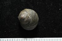澳洲草蓆鐘螺藏品圖，第4張