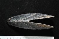 黑旗江珧蛤藏品圖，第4張