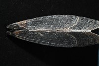 黑旗江珧蛤藏品圖，第5張
