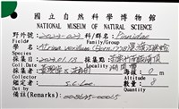 黑旗江珧蛤藏品圖，第12張