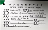 西施舌藏品圖，第4張