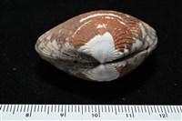 歧紋簾蛤藏品圖，第4張