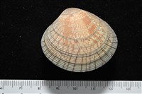 歧紋簾蛤藏品圖，第8張