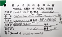 歧紋簾蛤藏品圖，第16張