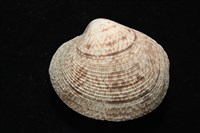 千妮簾蛤藏品圖，第3張