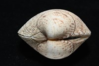 千妮簾蛤藏品圖，第5張