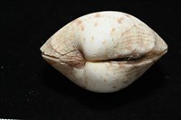 千妮簾蛤藏品圖，第7張
