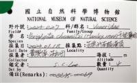 千妮簾蛤藏品圖，第16張