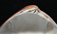 韓國文蛤藏品圖，第5張