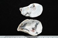 大牡蠣(葡萄牙牡蠣)藏品圖，第3張