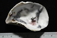 大牡蠣(葡萄牙牡蠣)藏品圖，第4張