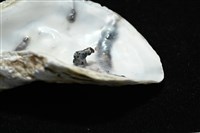 大牡蠣(葡萄牙牡蠣)藏品圖，第5張
