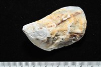 大牡蠣(葡萄牙牡蠣)藏品圖，第7張
