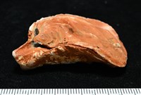 大牡蠣(葡萄牙牡蠣)藏品圖，第9張