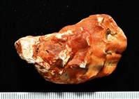 大牡蠣(葡萄牙牡蠣)藏品圖，第11張