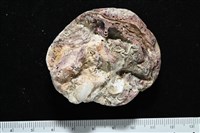 未知種巨牡蠣藏品圖，第1張