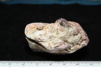 未知種巨牡蠣藏品圖，第2張
