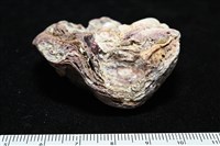 未知種巨牡蠣藏品圖，第4張