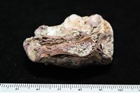 未知種巨牡蠣藏品圖，第5張