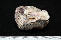 未知種巨牡蠣藏品圖，第6張