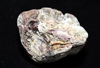 未知種巨牡蠣藏品圖，第7張