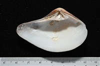 厚蛤藏品圖，第3張