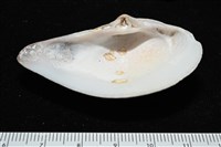厚蛤藏品圖，第4張