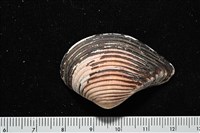 厚蛤藏品圖，第6張