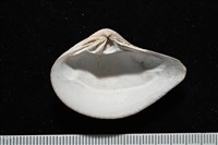 厚蛤藏品圖，第7張
