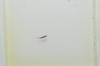 魚賁類絛蟲藏品圖，第3張