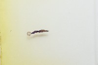 魚賁類絛蟲藏品圖，第3張