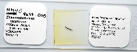 魚賁類絛蟲藏品圖，第1張