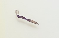 魚賁類絛蟲藏品圖，第3張
